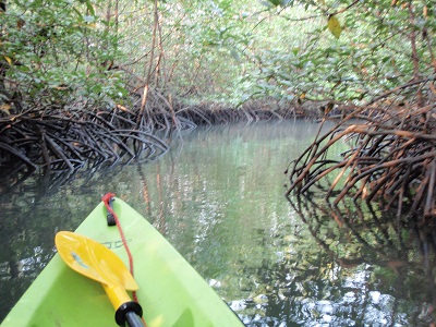 Across the bay only 10 to 20 minutes away you can paddle deep into the mangrove forest 