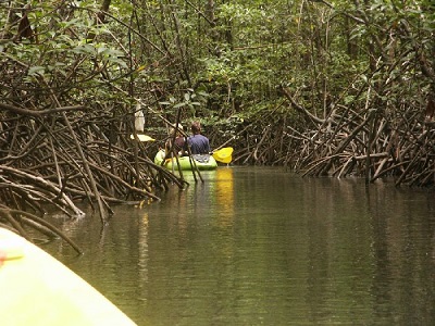 Deep in the mangrove forest 